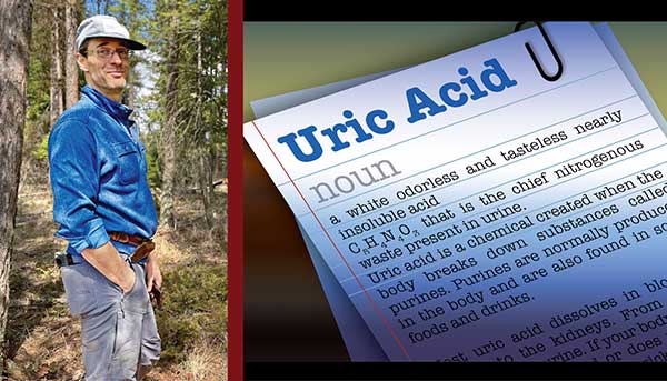 Uric Acid and Its Metabolic Effects, Part 1